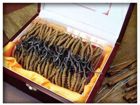 山西冬虫夏草回收